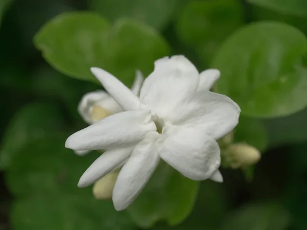 Witte jasmijn bloem. — Stockfoto