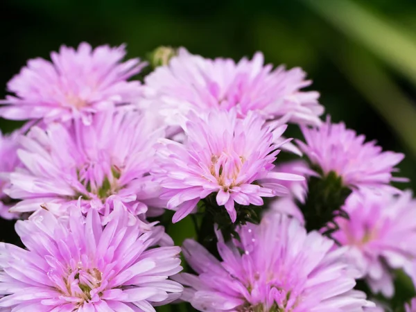 Michaelmas Daisy bloem. — Stockfoto