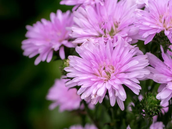 Mikael papatya çiçek.