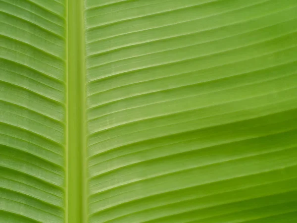 Ligne verte fond de feuille de banane . — Photo