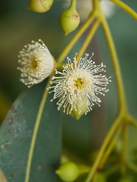 Perto de flor de eucalipto. — Fotografia de Stock