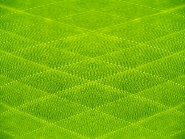 Gröna linjen bakgrund av bananblad. — Stockfoto