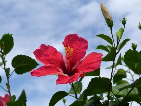 Red hibiscus flowers and yellow stamens. — Stock Photo, Image