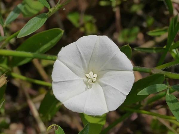 白い野生の花. — ストック写真