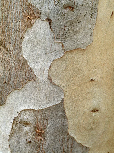 Close-up textuur van Eucalyptus boom. — Stockfoto