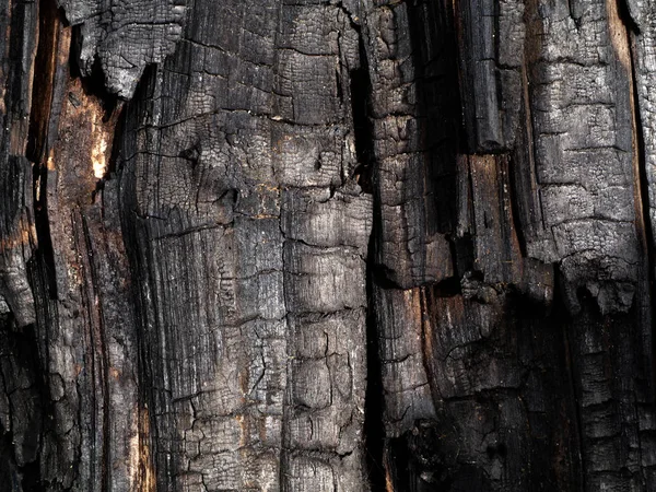Détails sur la surface du charbon de bois. — Photo