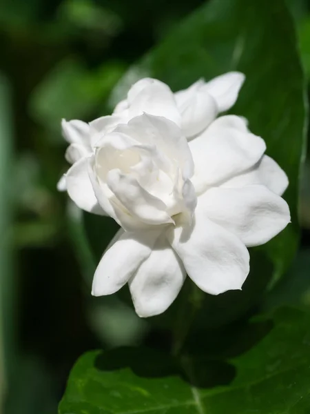 Witte jasmijn bloem. — Stockfoto