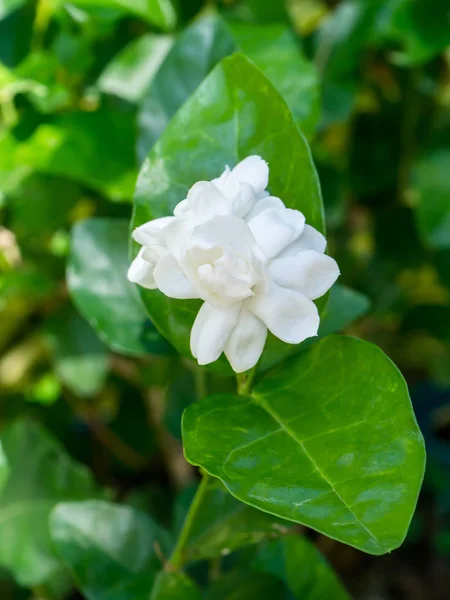 ジャスミンの花の白. — ストック写真
