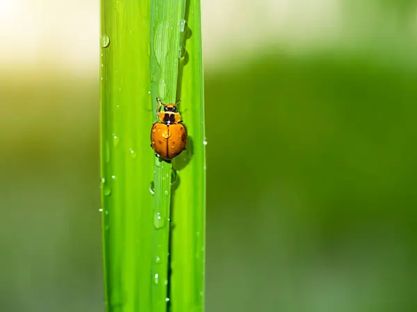The orange ladybug — Stock Photo, Image