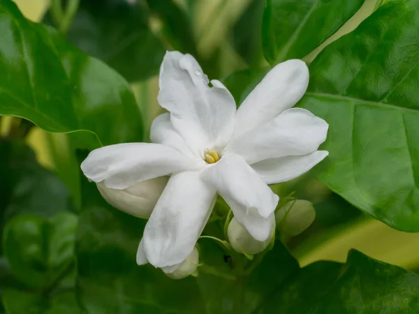 Witte jasmijn bloem. — Stockfoto