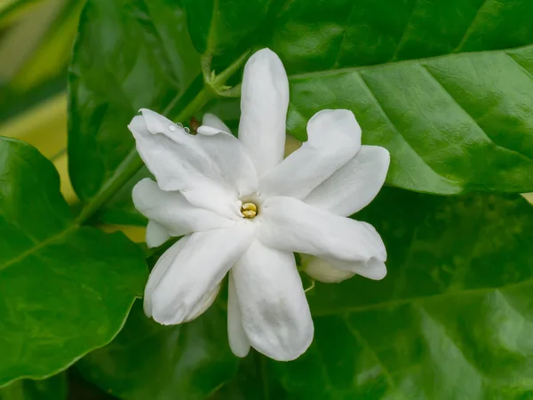 Branco de jasmim flor . — Fotografia de Stock