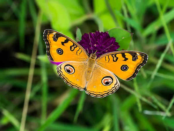 Mariposa naranja en flor — Foto de Stock