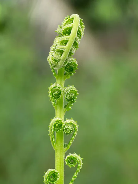 Nytt blad av ormbunke. — Stockfoto