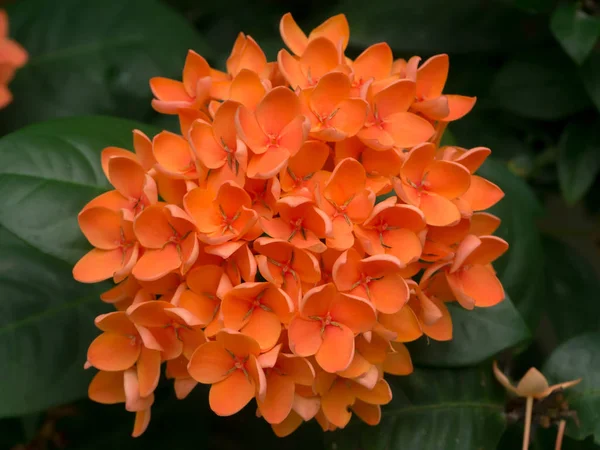 Oranžový květ jasmínu West Indian. — Stock fotografie