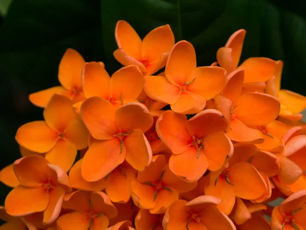 Orange flower of West Indian Jasmine. — Stock Photo, Image