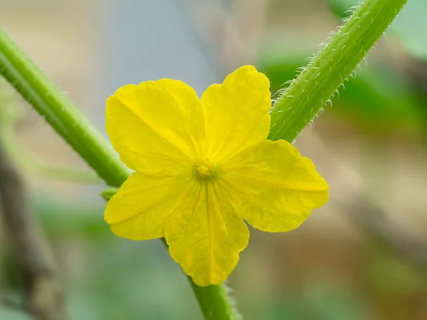 La flor de pepino no tóxico . — Foto de Stock