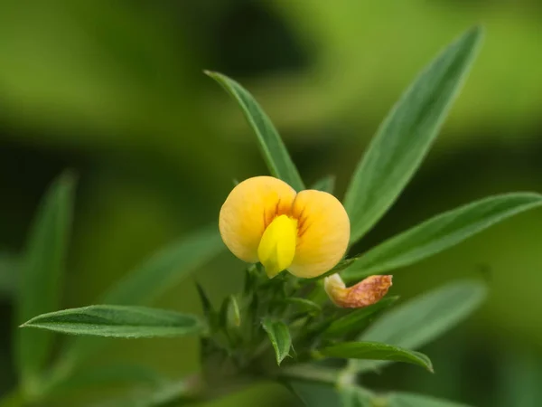 Bunga kuning kecil di taman. — Stok Foto