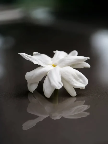 Bianco di fiore di gelsomino . — Foto Stock