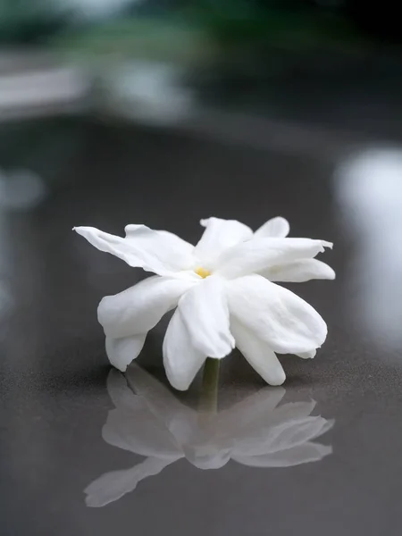 Bianco di fiore di gelsomino . — Foto Stock
