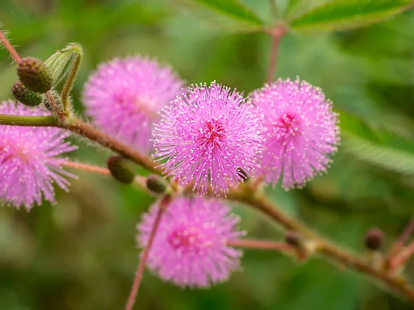 Planta sensível ou planta mimosa pudica . — Fotografia de Stock