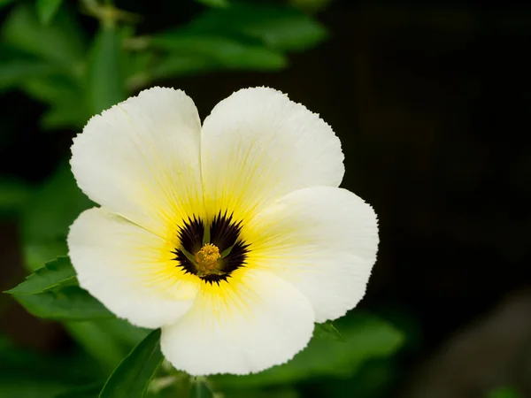 Närbild av Turnera subulata blomma. — Stockfoto