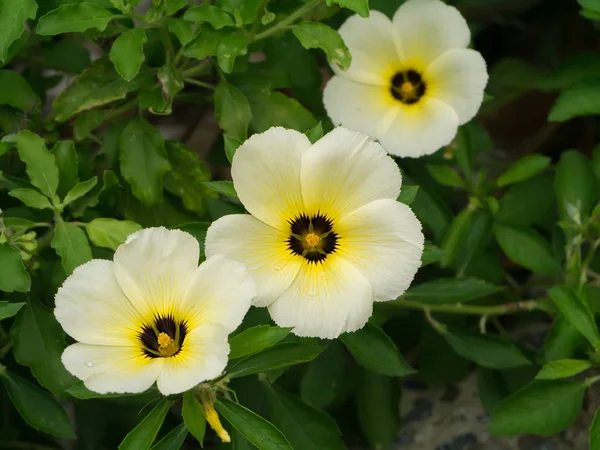 Nahaufnahme der Blüte turnera subulata. — Stockfoto