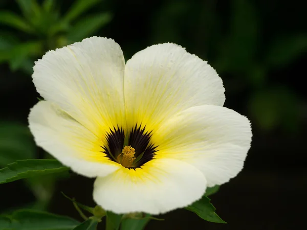 Turnera subulata 花のクローズ アップ. — ストック写真