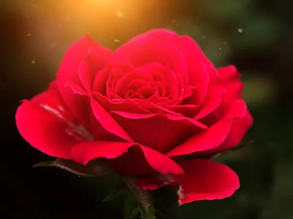 Close up the flower of rose. — Stock Photo, Image