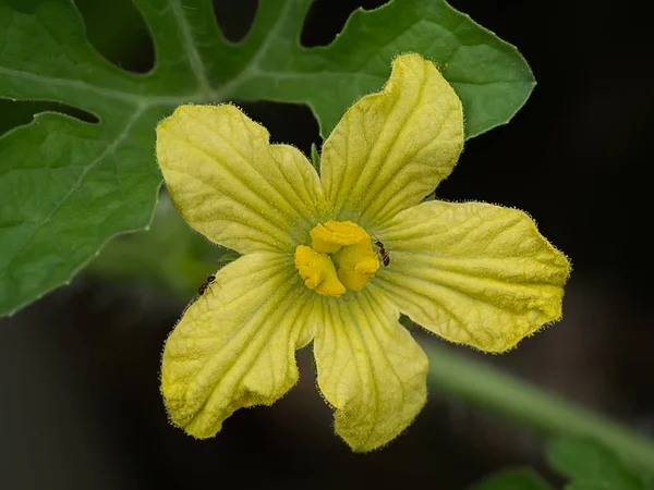 Gula blomman av vattenmelon. — Stockfoto