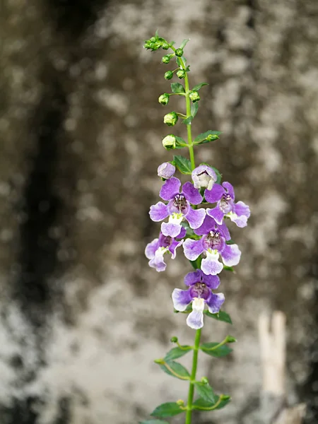 Angelonia goyazensis Benth — Stockfoto