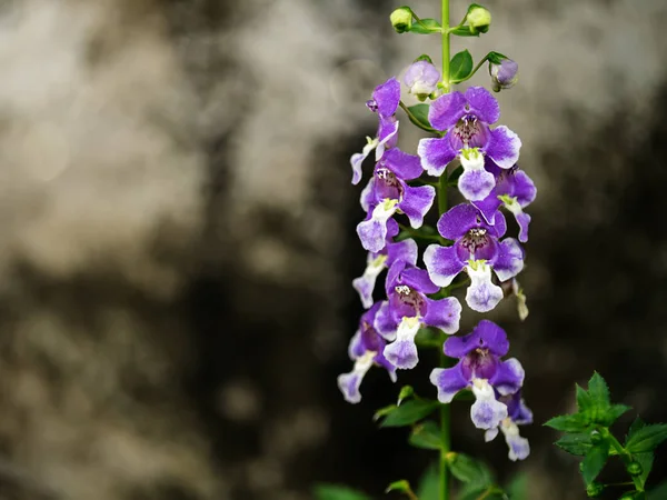 Angelonia goyazensis Benth — Stock fotografie