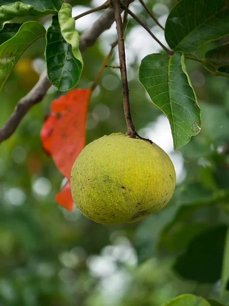 Frutta Santol o Sandoricum koetjape albero . — Foto Stock