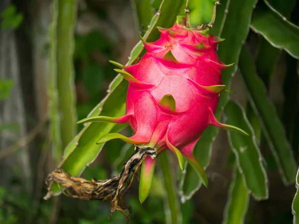 Dragon fruit on tree — Stock Photo, Image