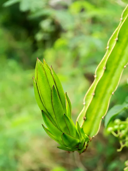 Flor de fruta de dragón en árbol — Foto de Stock