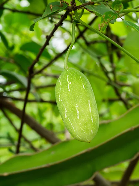 Green Ivy Gourd sull'albero . — Foto Stock