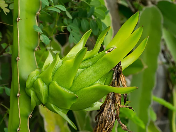 Drago fiore di frutta su albero — Foto Stock