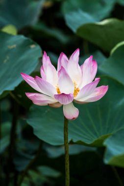 pembe lotus çiçek çiçeklenme