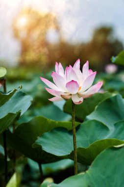 pembe lotus çiçek çiçeklenme