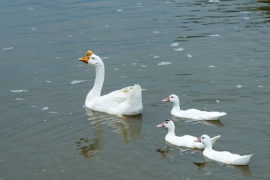 Çiftlikteki beyaz kaz.