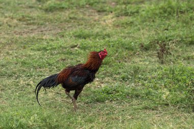 Çimenlerin üzerinde duran gamecocks