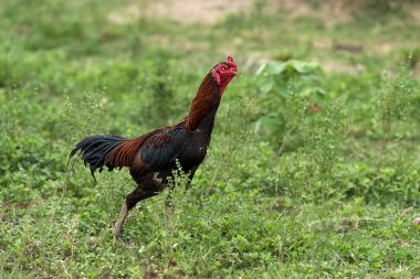 Çimenlerin üzerinde duran gamecocks