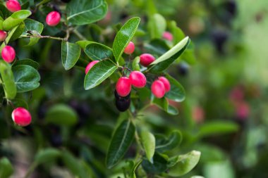 süper meyve (carissa carandas linn.)