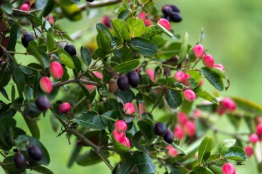 süper meyve (carissa carandas linn.)