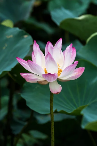 Roze lotusbloem zijn bloei — Stockfoto