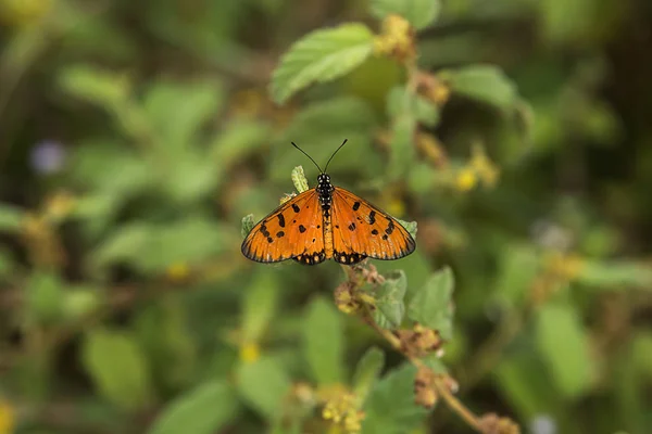 Apelsinfjäril på blomma — Stockfoto