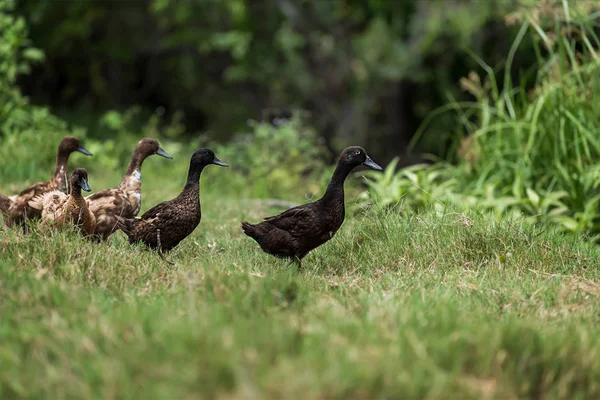 Kahverengi grup içinde ördek.