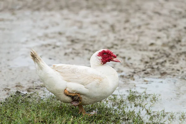 White ducks in open farm — Stock Photo, Image