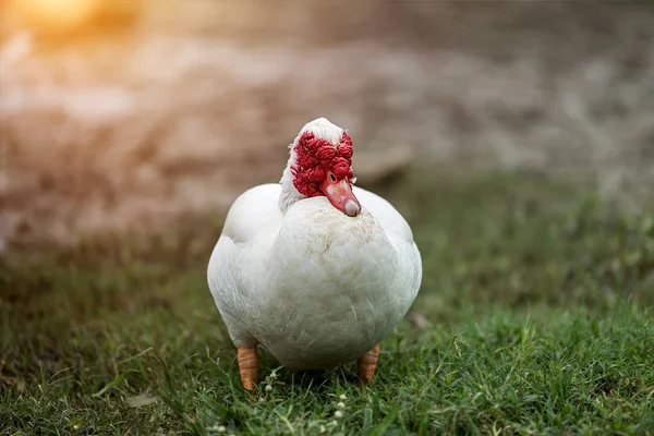 White ducks in open farm — Stock Photo, Image