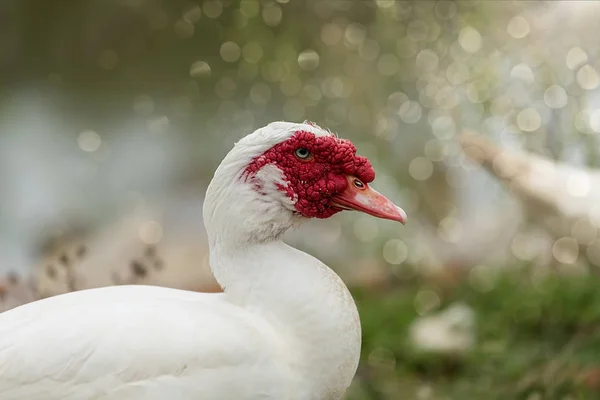 Patos brancos na fazenda aberta — Fotografia de Stock