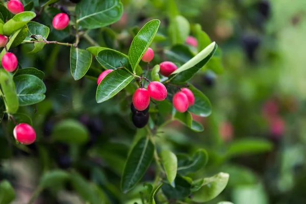 süper meyve (carissa carandas linn.)